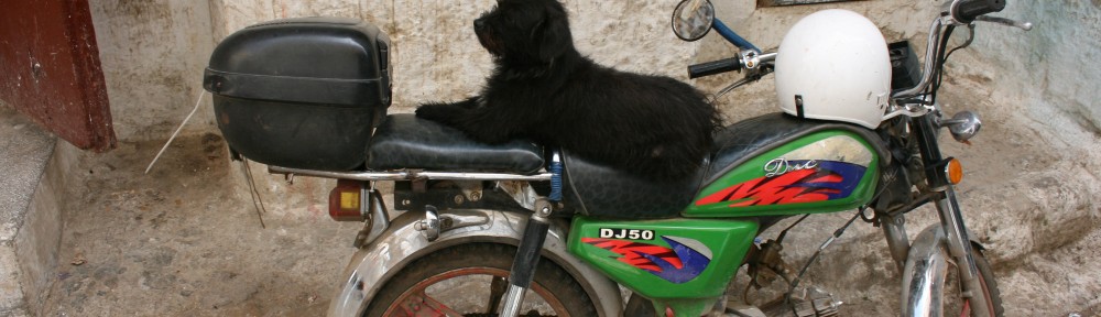 The rarely seen, but supremely talented, motorcycle dog