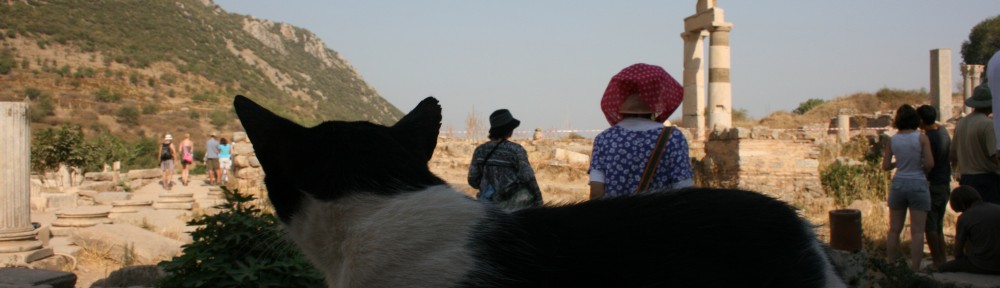 A cat in Ephesus